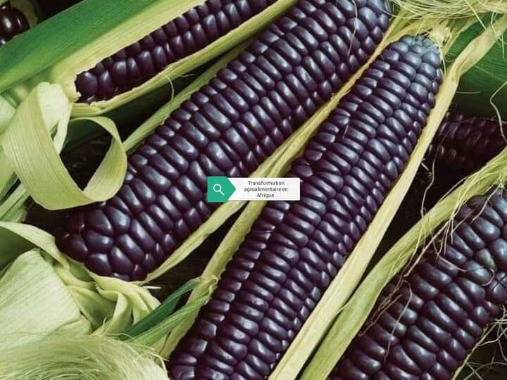 mais
