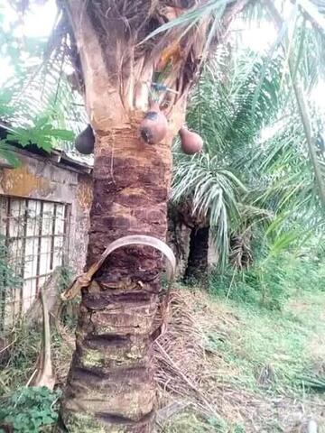 vin de palme vin de palme